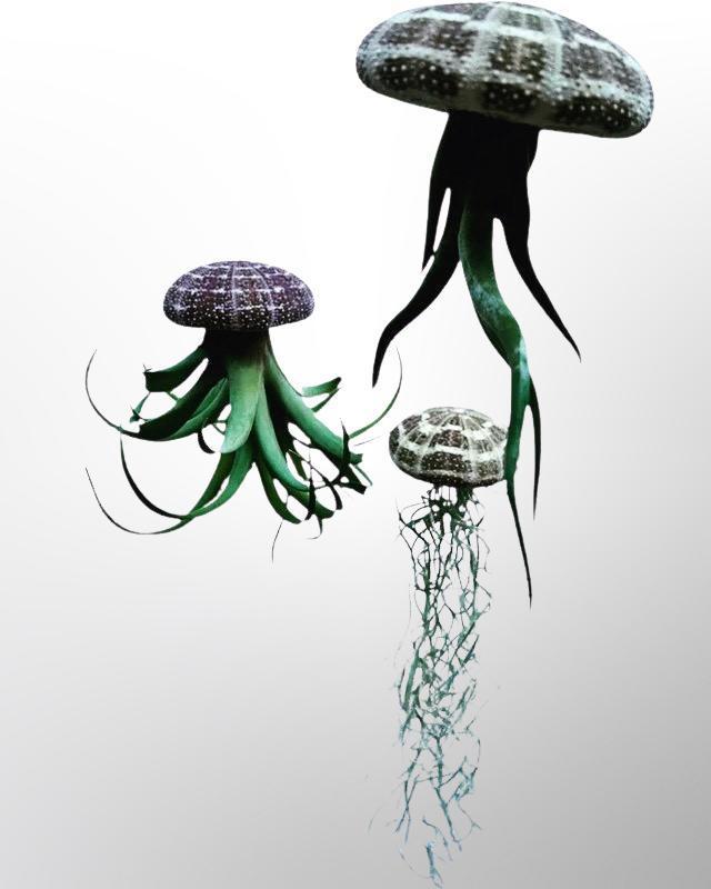 De leukste creaties met Tillandsia luchtplantjes! Airplants., Huis en Inrichting, Kamerplanten, Overige soorten, Halfschaduw, Bloeiende kamerplant