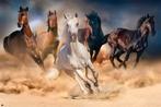 Poster Five Horses 91,5x61cm, Verzenden, Nieuw, A1 t/m A3