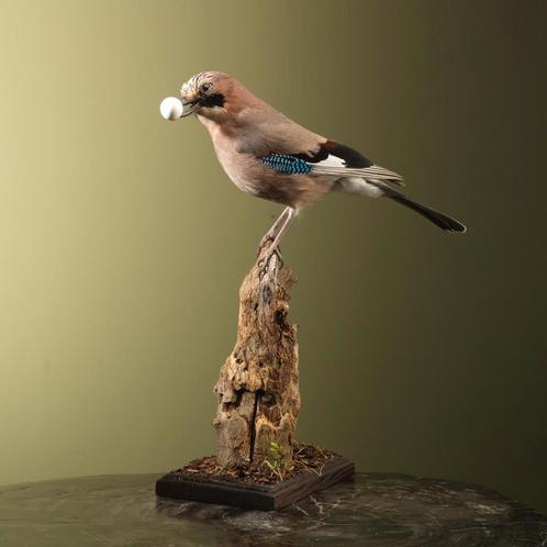 Gaai met Ei Taxidermie Opgezette Dieren By Max, Verzamelen, Dierenverzamelingen, Opgezet dier, Nieuw, Vogel, Ophalen of Verzenden