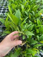 Anubias Congensis (Aquariumplanten, Aquarium producten), Verzenden, Nieuw, Plant(en), Steen of Hout