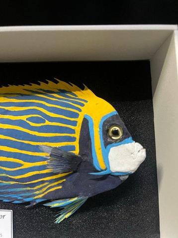 Vis Taxidermie volledige montage - Pomachantus Imperator - 9 beschikbaar voor biedingen