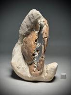Uitzonderlijke 3D fossiele krab- - Fossiel rugschild -, Verzamelen