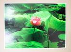 Viet Ha Tran - The lotus flower, Antiek en Kunst