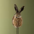 Haas Taxidermie Opgezette Dieren By Max, Ophalen of Verzenden, Nieuw, Wild dier, Opgezet dier