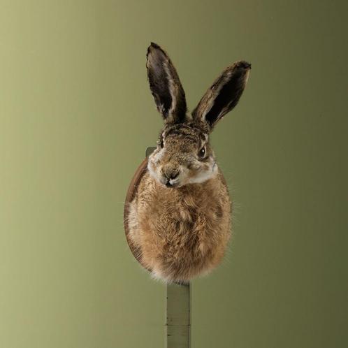 Haas Taxidermie Opgezette Dieren By Max, Verzamelen, Dierenverzamelingen, Opgezet dier, Nieuw, Wild dier, Ophalen of Verzenden