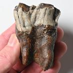 Wolharige neushoorn - Fossiele tand - Coelodonta