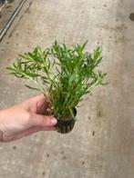 Heteranthera zosterifolia (Aquariumplanten), Dieren en Toebehoren, Verzenden, Nieuw, Plant(en), Steen of Hout