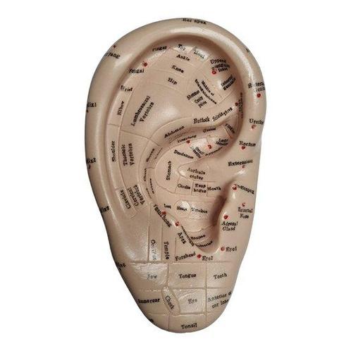 Acupunctuur / reflexzone model oor (17 cm), Sport en Fitness, Overige Sport en Fitness, Verzenden