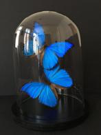 Vlinder Taxidermie volledige montage - Morpho didius - 30 cm, Verzamelen, Dierenverzamelingen, Nieuw