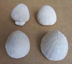 Zeeëgel - Gefossiliseerd dier - Echinocorys sulcatus (Zonder