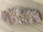 Gefossiliseerde schelp  (Zonder Minimumprijs)