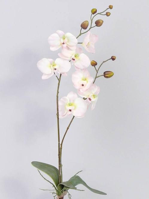 Orchidee phalaenopsis zachtroze plant blad en wortels, Huis en Inrichting, Woonaccessoires | Kunstplanten en Kunstbloemen, Nieuw