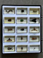 Insekt Taxidermie volledige montage - Insecta - 6 cm - 35 cm, Verzamelen, Nieuw