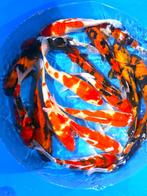 Hirasawa Marusei 30-37cm (Japanse Koi), Dieren en Toebehoren, Karper of Koi