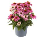 Echinacea Pow Wow Wild Berry (Roze, vaste planten), Volle zon, Vaste plant, Siergrassen, Ophalen of Verzenden