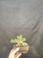 Lonicera-bonsai - Hoogte (boom): 12 cm - Diepte (boom): 8 cm