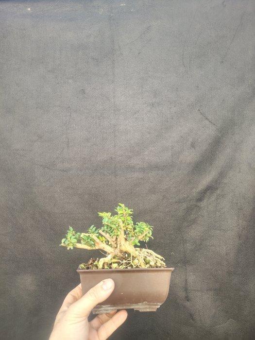 Lonicera-bonsai - Hoogte (boom): 12 cm - Diepte (boom): 8 cm, Antiek en Kunst, Curiosa en Brocante