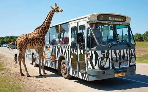 Safaripark Beekse Bergen met korting, Tickets en Kaartjes, Recreatie | Dierentuinen, Ticket of Toegangskaart, Drie personen of meer