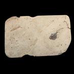 Fossiele plaatmatrix - triplomystus - 22 cm - 14 cm (Zonder