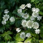 Astrantia major Shaggy - Wortelgoed - 5 stuks, Verzenden