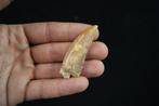 Dinosaurus - Fossiele tand - Carcharodontosaurus saharicus -, Verzamelen