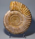 Ammoniet - Gefossiliseerd dier - Kranaosphinctes sp. - 19.4