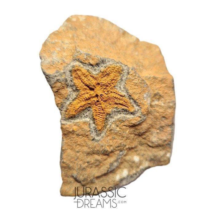 Mooi bewaard oranje Petraster Ordovicische zeester - Ktaoua, Verzamelen, Mineralen en Fossielen