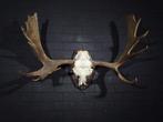 Very Large Northern Elk/Moose Schedel - Alces alces - 50 cm, Nieuw