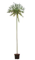 2 stuks! Bonte wilg op stam Salix integra Hakuro-nishiki 215, Tuin en Terras, Verzenden