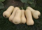 Quantum F1 Butternut,  BUTTERNUT, Ophalen of Verzenden, Nieuw