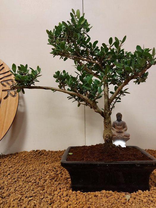Japanese holly bonsai (Ilex crenata) - Hoogte (boom): 34 cm, Antiek en Kunst, Curiosa en Brocante