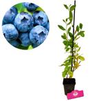 blauwe bes Vaccinium corymbosum Blue crop + Po, Tuin en Terras, Verzenden, Volle zon