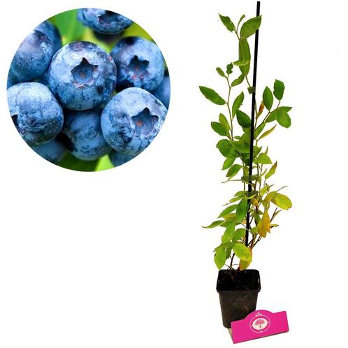 blauwe bes Vaccinium corymbosum Blue crop + Po, Tuin en Terras, Planten | Fruitbomen, Volle zon, Verzenden
