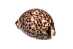 Prachtige zeeschelp $$$ Tiger Cowrie Skelet - Cypraea tigris