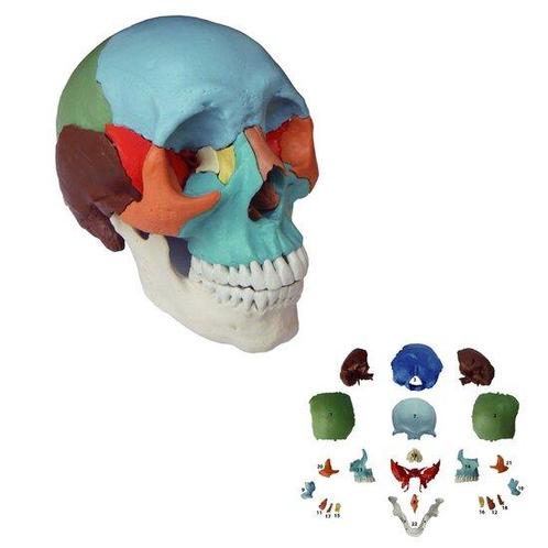 Anatomie model schedel osteopathie (22-delig), Sport en Fitness, Overige Sport en Fitness, Verzenden