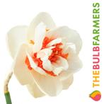 The Bulb Farmers - 80 x Narcis Royal Dutch - geel, Verzenden, Najaar, Volle zon, Bloembol