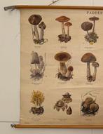 A. Middelhoek - N.V. W.J. Thieme & Cie - 3 Paddestoelen
