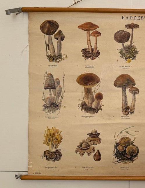 A. Middelhoek - N.V. W.J. Thieme & Cie - 3 Paddestoelen, Antiek en Kunst, Kunst | Tekeningen en Foto's