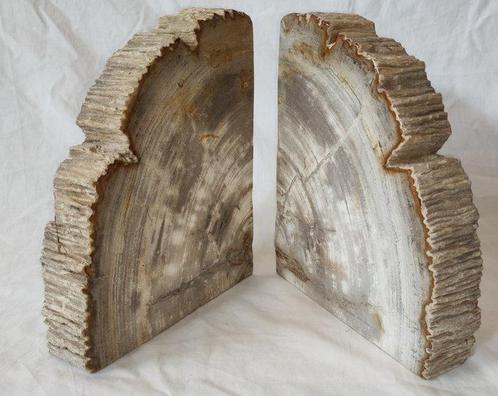 sculptuur, book holders - 4.5 cm - Fossiel Hout., Verzamelen, Dierenverzamelingen