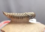 Trilobiet - Fossiel skelet - Crotalocephalus gibbus - 11 cm, Verzamelen