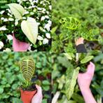 Anthurium, Alocasia, Monstera, Philodendron en MEER!