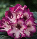 Rhododendrons & Azalea uit eigen kwekerij, Tuin en Terras, Minder dan 100 cm, Struik, Ophalen, Rhododendron