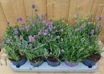 Lavendel Hidcote 10 potjes per tray kleur paars, Tuin en Terras, Verzenden