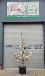 stoofpeer gieserwildeman saint remy kleipeer brederode, Perenboom