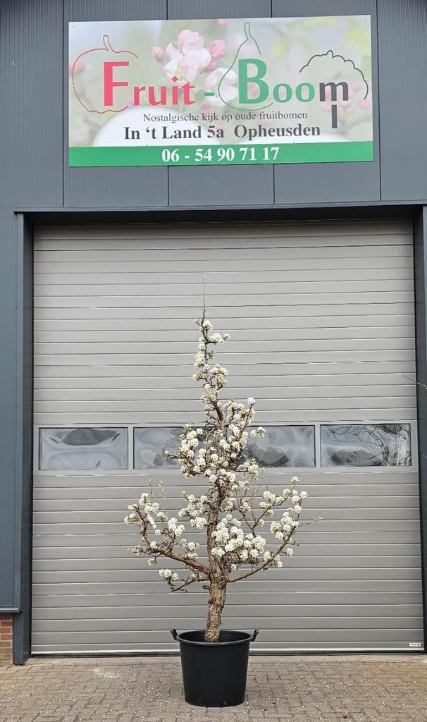 stoofpeer gieserwildeman saint remy kleipeer brederode, Tuin en Terras, Planten | Fruitbomen, Perenboom
