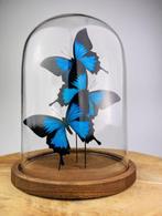 Vlinder Taxidermie volledige montage - Papilio ulysses - 29