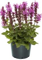 Salvia nemorosa Marvel Rose (Violetblauw, vaste planten), Tuin en Terras, Planten | Tuinplanten, Volle zon, Vaste plant, Siergrassen