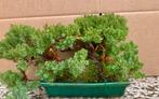 Jeneverbes bonsai (Juniperus) - Hoogte (boom): 15 cm -