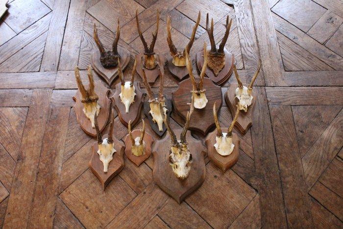 Jachttrofee, Antiek en Kunst, Curiosa en Brocante