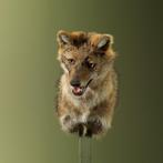 Jakhals Taxidermie Opgezette Dieren By Max, Verzamelen, Ophalen of Verzenden, Nieuw, Wild dier, Opgezet dier